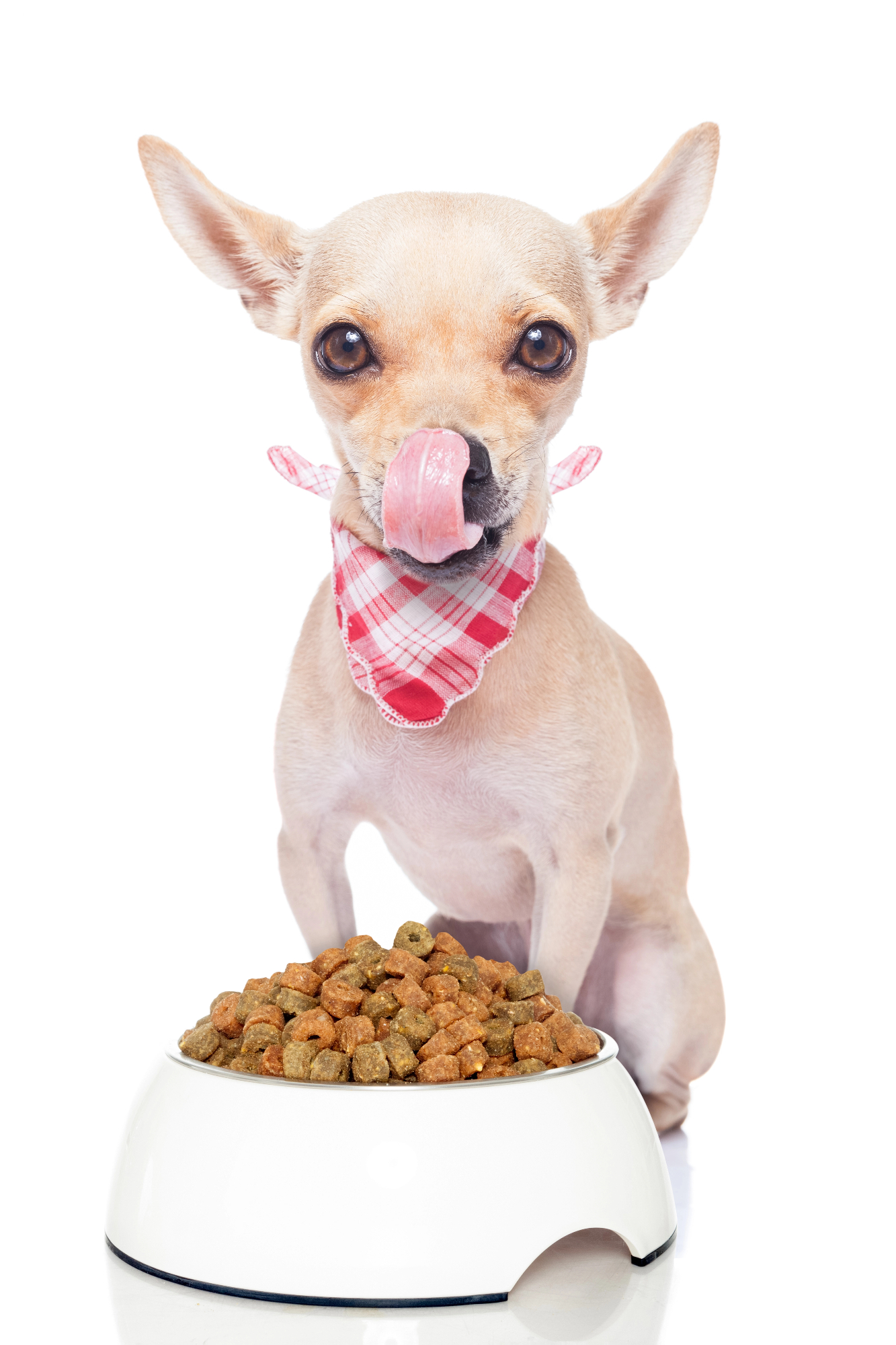 Kako pomembna je pasja prehrana?
